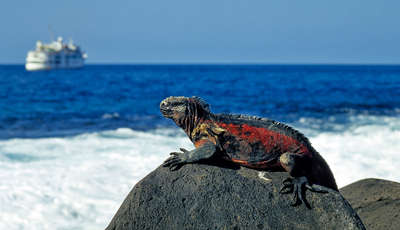 galapagos marine iguana shutterstock_145528288_400_230